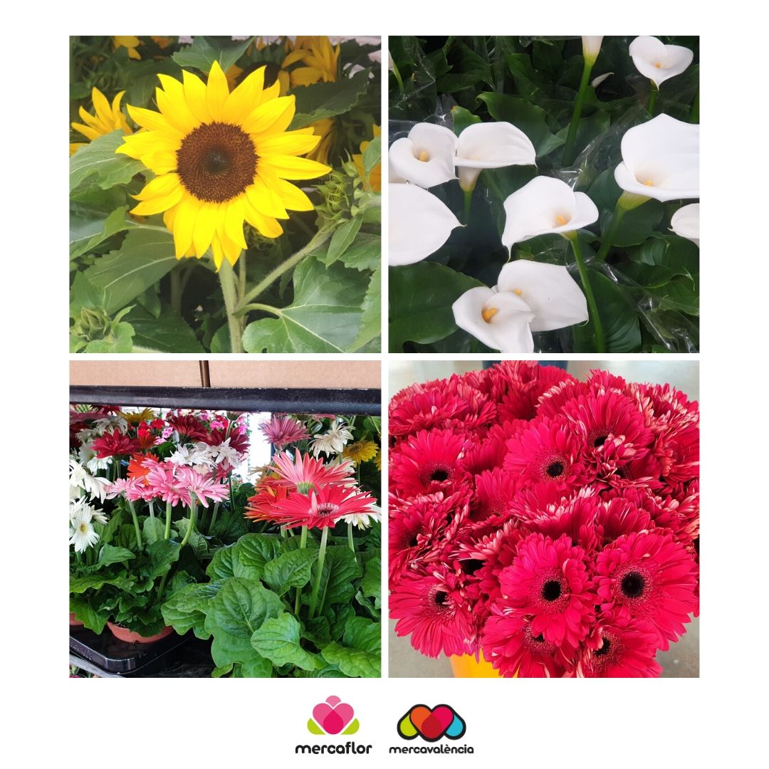 Mercavalencia1's tweet photo. Quin gran primer dia hem viscut a #Mercaflor🌸 Gràcies a totes les persones que han fet possible que tornara la #Primavera.😍 Tots estos colors i aromes ens han alegrat el dia, i a tu també et poden alegrar, així que corre a la teua floristeria 💐 #RegalaFlors 🌴 #RegalaPlantes https://t.co/ffhw1LKWAF