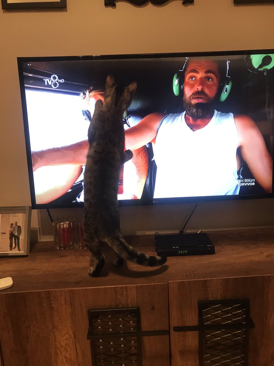 Zor tutuyorum kaplani parcalicak bunlari 😅 aksjkakaka #survivior2020