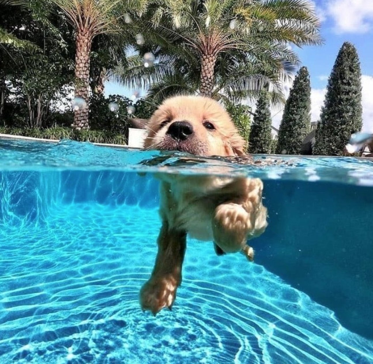 can puppies swim