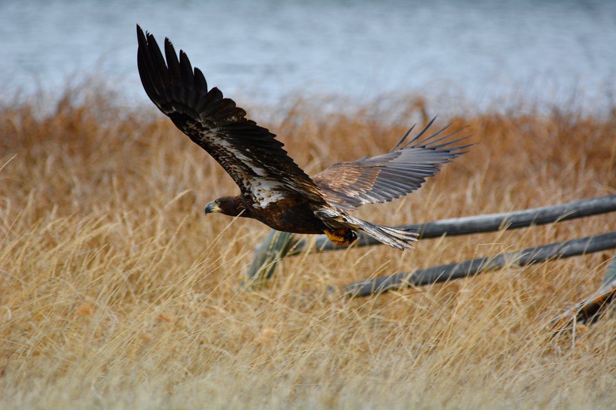 This weeks precious animal sightings goes out to our birds of prey! Check out this gorgeous eagle flying over Siwash Lake.

#ExploreBCLocal #ExploreBCLater #CCCLives #RoamBCFromHome

PC: Cole Barten