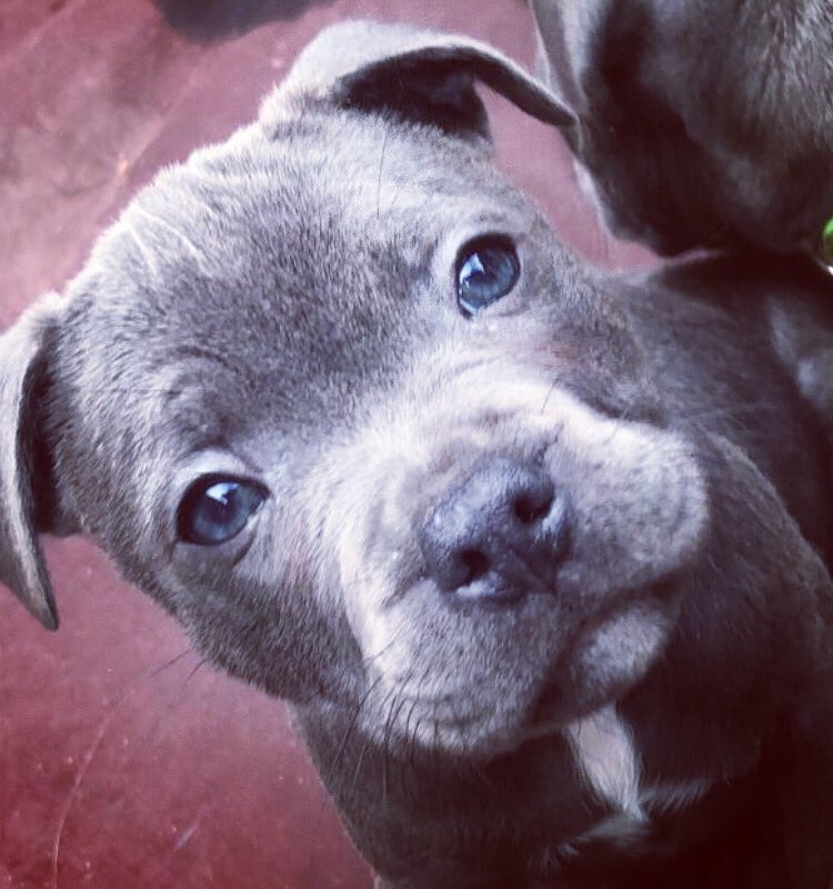preshuspre's tweet photo. #TysonPreshUpdate 
Lil Man has had he’s 1st jabs and been microchipped today ...
Gassed to say he’s coming home weekend !!!
#SeeYaSoonLilHomie 
#BlueStaff
#RideOrDie
#MansBestFriend
#TeamPresh https://t.co/BKyMK9VT6u