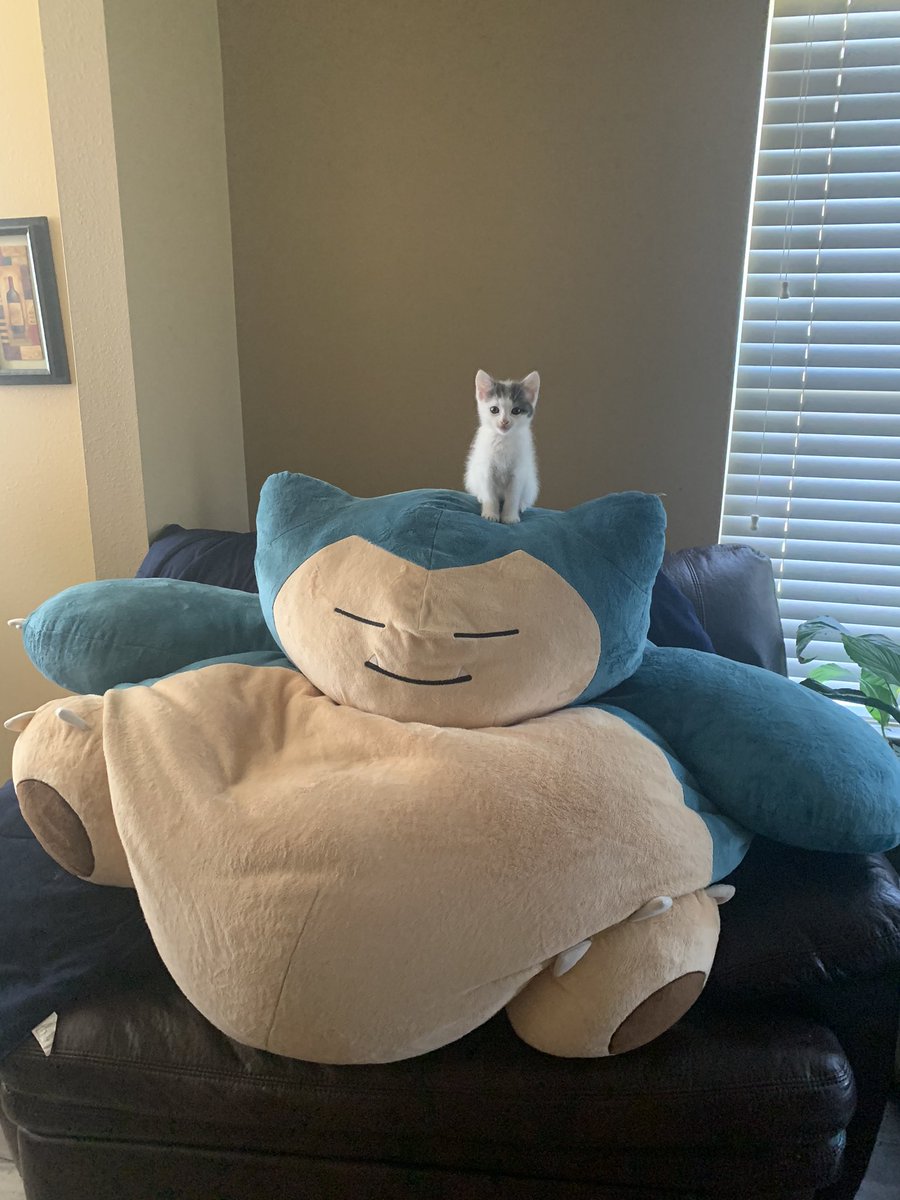 Gaberzzzzz's tweet photo. Everyone say hi Miso https://t.co/drNEgavlhc
