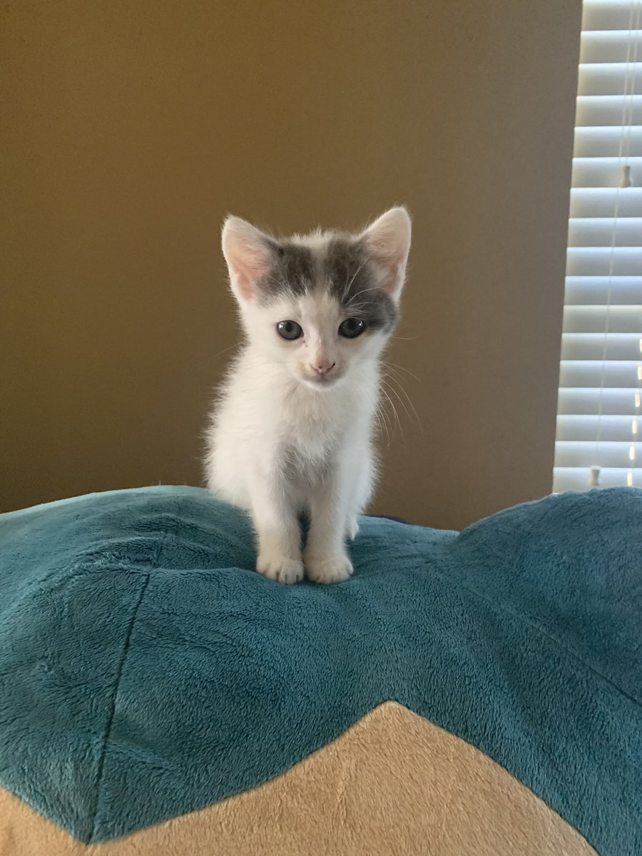 Gaberzzzzz's tweet photo. Everyone say hi Miso https://t.co/drNEgavlhc