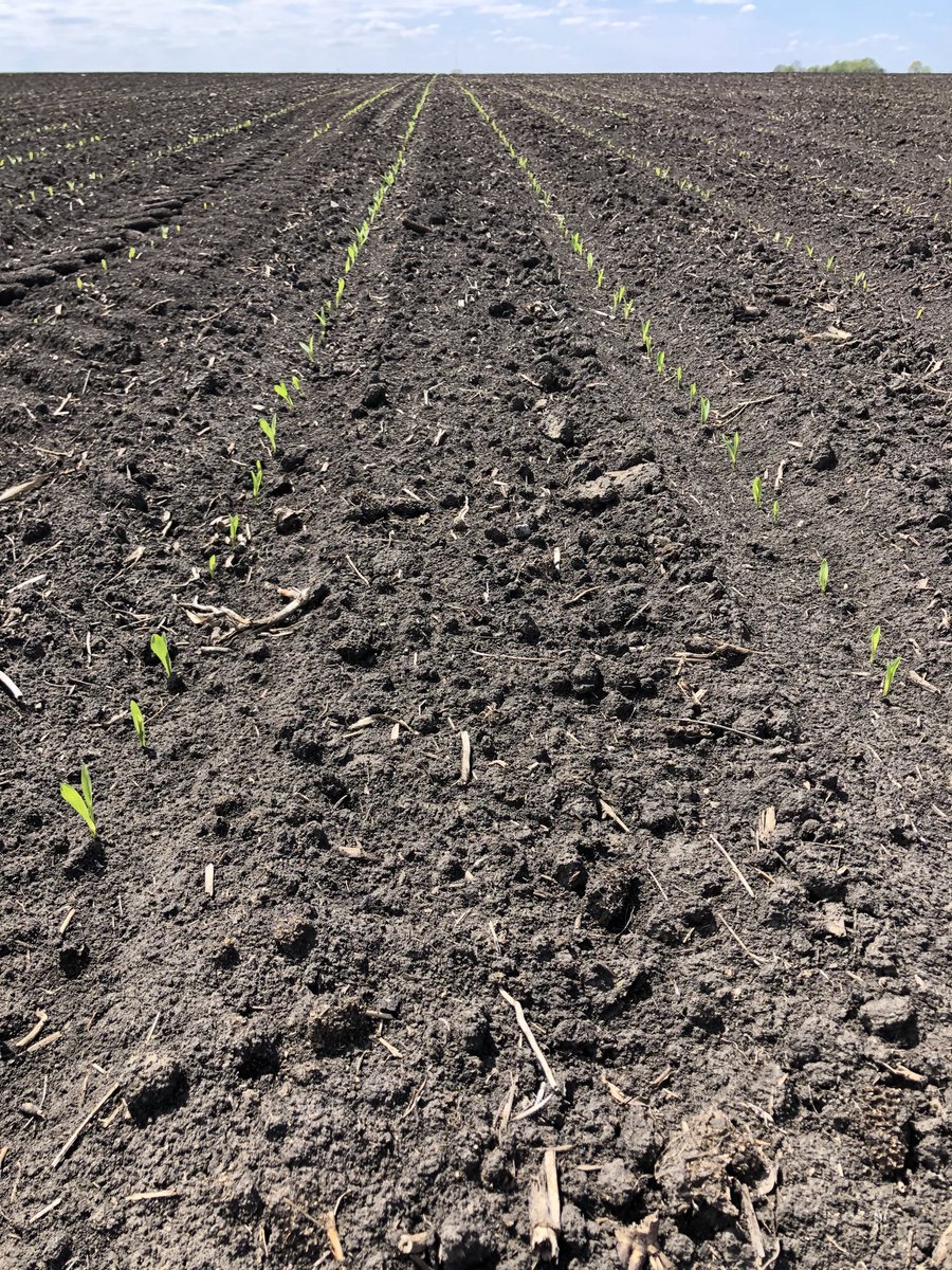 aaron_ahrenholz's tweet photo. VT2 version of ⁦@LGSeeds⁩ Fastrack Hybrid 52C42 looking very good for early season vigor at both Prinsburg and Morris PCR locations today. This germplasm will definitely be one to watch come harvest time. https://t.co/Hj9HiOTRNX