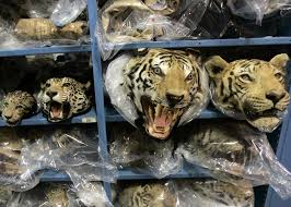 Non-involvement of the youth will lead to exploitation of wildlife resources at a rapid and unsustainable rate will have very little, if none of the wildlife resources current generations have access to. @SAYoF_SADC <a href="/cej2015/">C</a> <a href="/WildlifeFund/">World Wildlife Fund</a>