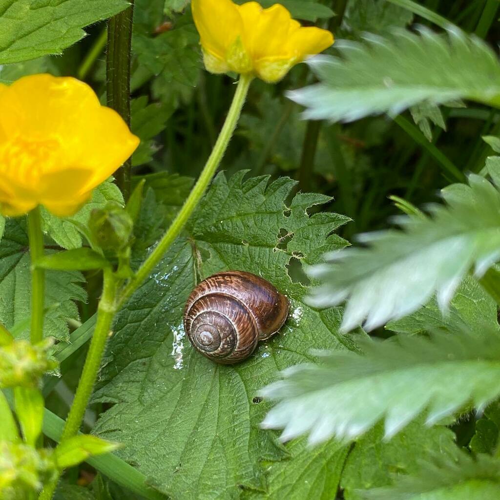 ForagerCotswold's tweet photo. .
Good to see us human foragers aren't the only ones loving the nettles at this time of year 🙏🥰
.
#foragersatwork #staysafestayhealthy #lovetheoutdoors #keeponlearning #getoutdoors #alwayslearning #getoutdoorsmore #mindfulness
#shareyourpassion #fora… https://t.co/oSf79PQ6EQ https://t.co/9Ciifw9ul8