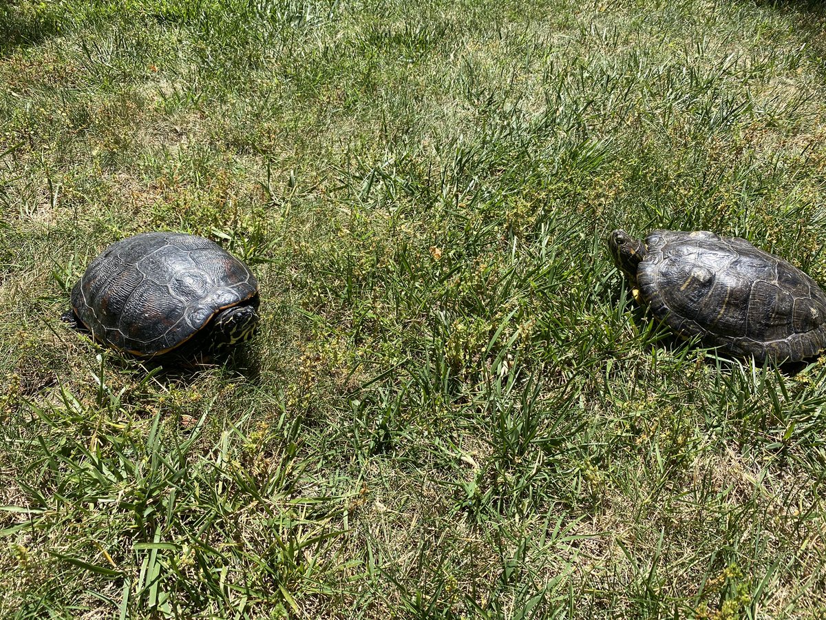 VMwareTurtles's tweet image. Dear Humans,

Social distancing is still VERY important. 

Always stay at least six feet away from other people you might pass, &amp;amp; be sure to give proper notice when passing so you don’t catch someone off guard.🙂 Smiles and waves 👋 are encouraged.

- ROSIE &amp;amp; your @VMware Turtles