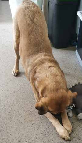 Kindersoapsgb's tweet photo. I normally share class learning all in one go to showcase the wonderful work of Emerald Class, but this can't wait! The yoga task was to get other members of the family to join in, I didn't expect this!!!! Brilliant Maddie 😁😄😊 https://t.co/t2MC6GyCGu