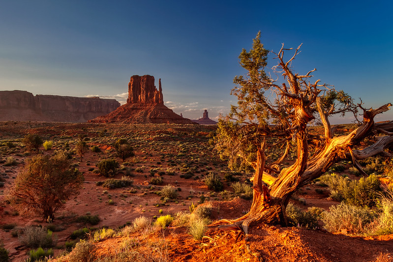 WildsightPhoto's tweet photo. This twisted juniper insisted on being photographed from both sides. https://t.co/eVvXyOBUz5