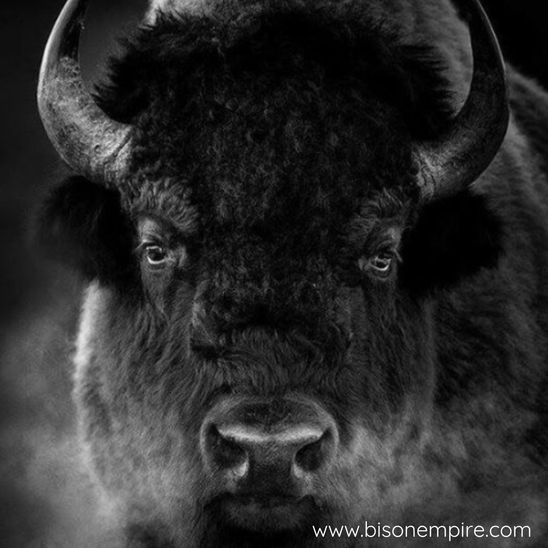 BisonEmpire's tweet photo. Just Awesome... this animal is amazing! In 2016 it became our national mammal through the National Bison Legacy Act!

#bison #bisonempire #bisonlove #bisonlife #ranchlife https://t.co/WQLfECEs7j