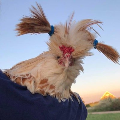 Allison 🌻 tweet media