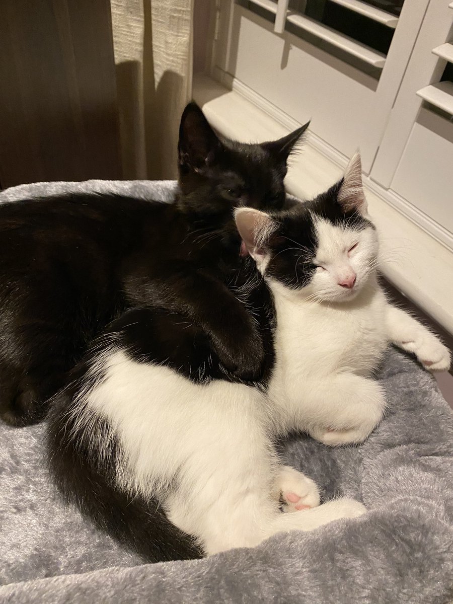debbiemoneill's tweet photo. How cute are my babies? 🐈 🐈 https://t.co/D20EaoCF47