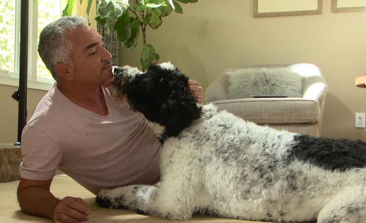 NatGeoAnimals's tweet photo. Cesar gets on the floor to see eye-to-eye with Murphy. #Cesar911 https://t.co/JHvtQjsXxi