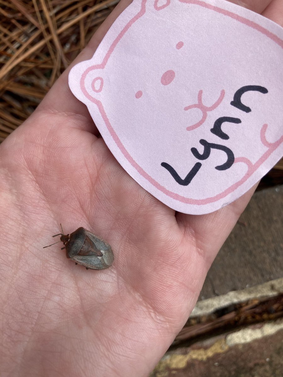 lynnswaf's tweet photo. #invertsaregreat #bioscavengerhunt #NCBioNetwork #lynn https://t.co/T96VRIz0qF