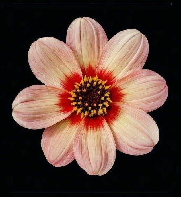 ȺӀժìղҽ Ƒɾìҽժʍąղ·★°* tweet media