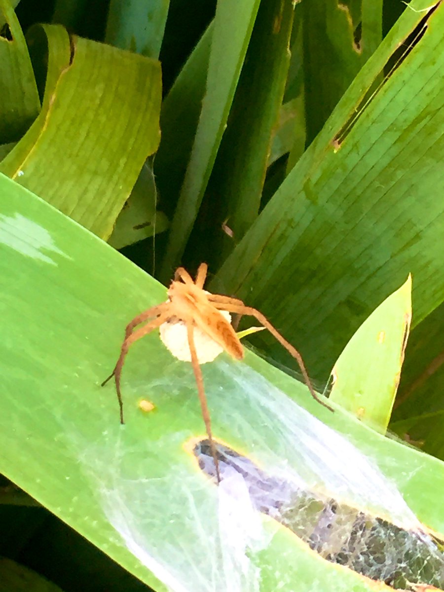 I’m scared of spiders!!