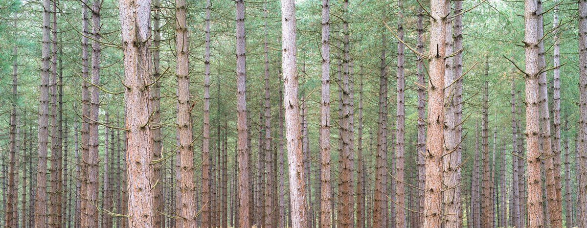 Surprisingly an autumn scene of evergreen conifers in New Forest