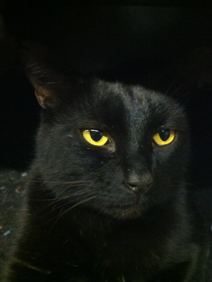 Mr Boris🐾 *Parody* tweet media