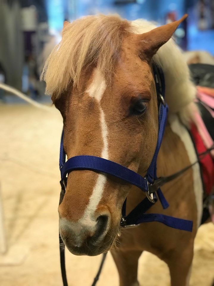 MontpellierJump's tweet photo. Une de nos volontés premières : proposer un événement équestre pour petits et grands ! Ce pari semble réussi, en tout cas personne ne s'ennuie au #JumpingMontpellier 🥰 https://t.co/PXnlqFDZA4