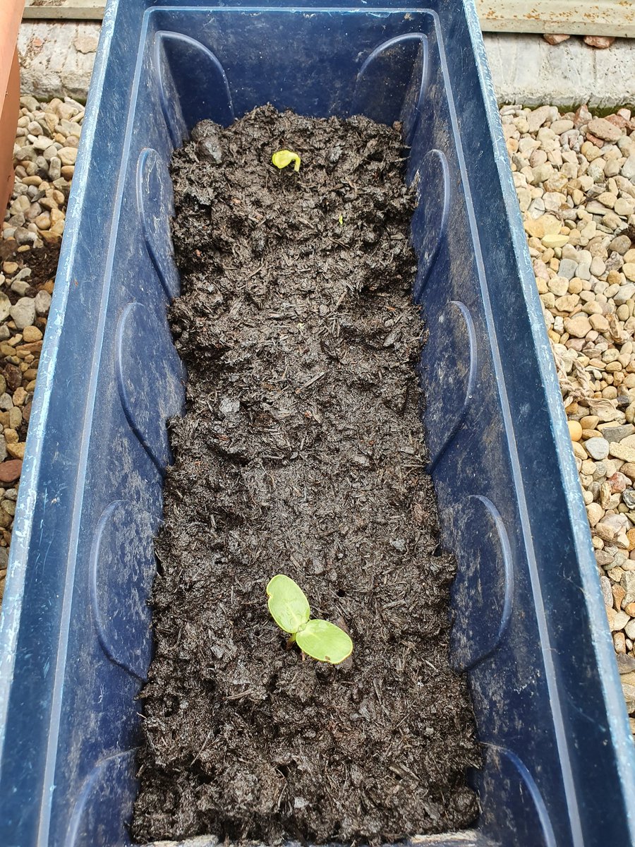 CruiseMiss's tweet photo. Mary, Mary, quite contrary
How does your garden grow?
With pak choi, onions, sweetcorn and more
And pretty sunflowers all in a row.
🤣🥬🥜🍅🧅🌽🥕🌻 #Winning #ThereIsLife ❤🙌#LockdownGrow https://t.co/FCKLK3GOwc