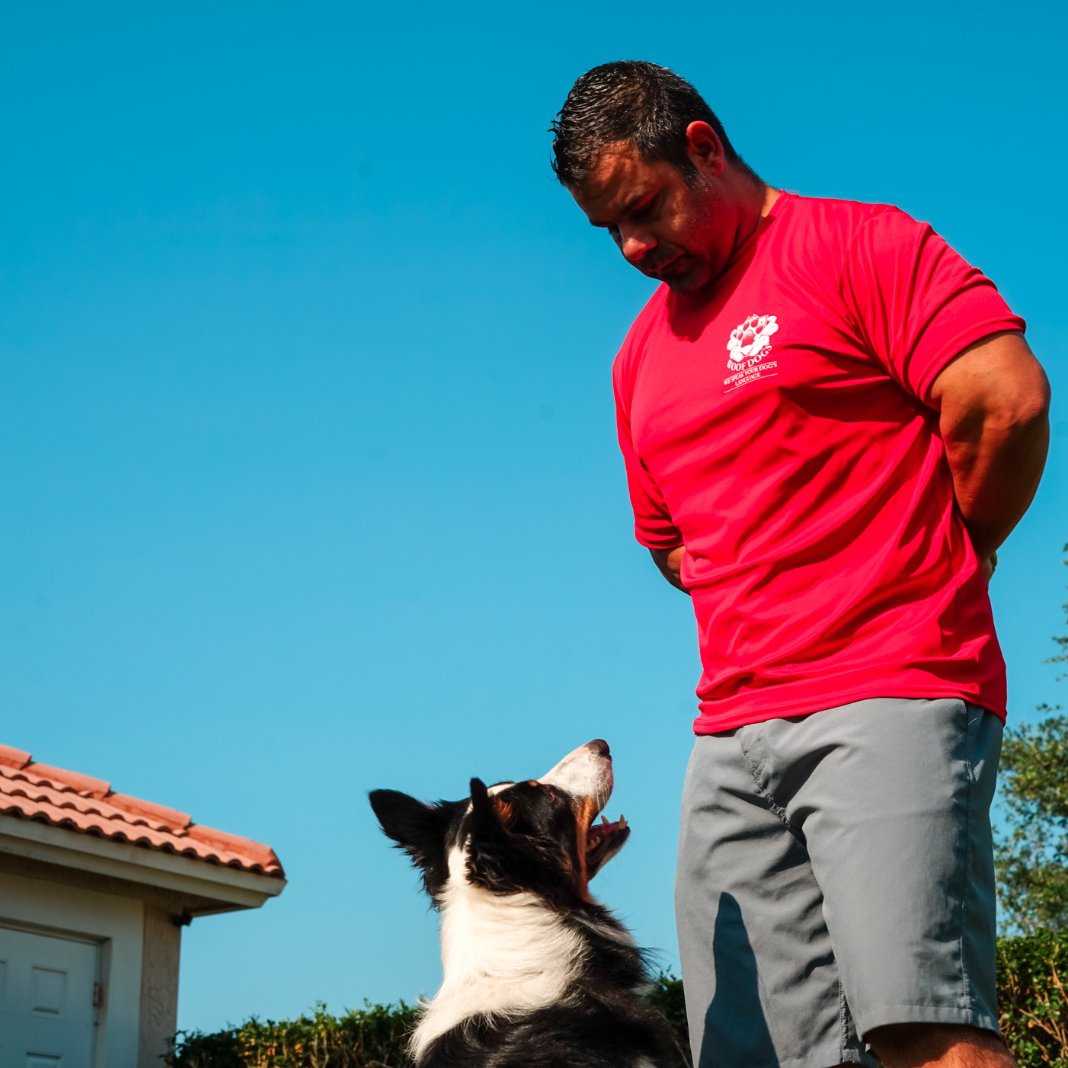 WooF_Dogs's tweet photo. Bring your dog to an amazing training experience.

Bootcamp is a structured and confidence-building training experience that brings your dog to a next level in dog training.

Ask for an evaluation now!

https://t.co/qMHnUYsCrv

Call Us
561 594 4111 https://t.co/xb0M3VF10p