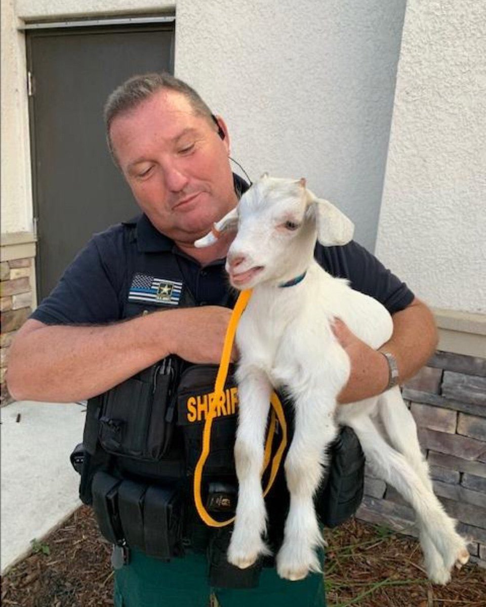 Lee County Sheriff's Office Deputy Britt Smith was quite troubled when he found this baby goat roaming around North Fort Myers.

The deputy was concerned that it might be kid-napped.