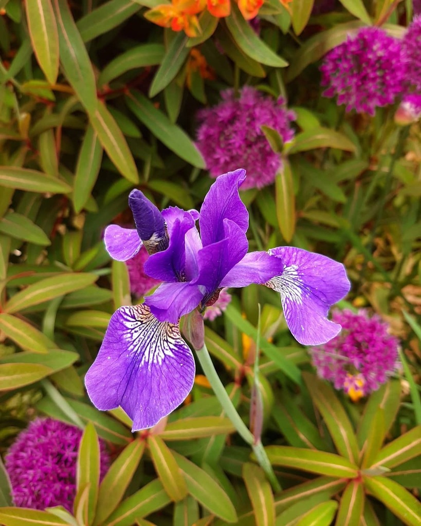 jpmoseley's tweet photo. Iris sibirica has joined the party amongst the Allium and Euphorbia griffithii fireglow. I'm loving this border threesome!
#iris #irissibirica #allium #euphorbiagriffithii #mygarden #myflowers #inmygarden #mygardentoday #cutflowers #Derbyshire #gardensofinstagram #jonathanm… https://t.co/vMNDyELU1P