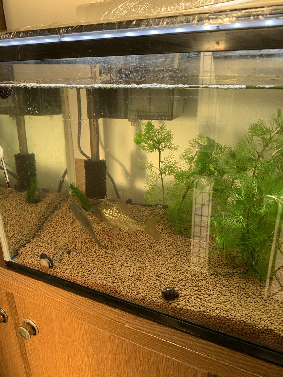 イノ アルフォンス V用 フナとかいかがでしょうか とっても丈夫なお魚さんなので飼育の難易度は低いです 餌 をくれる人を覚えるのか 近くによるとフナの方も近寄ってきてくれます どうも長生きもしてくれるようで この子たちは10年近くウチ