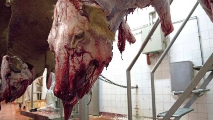 'Animals will often move around & twitch after being stunned, they appeared to be reacting to what was happening around them.'"The cows look to me as if they're watching what's going on as they're having their throats slit."Stop eating animals! #Beef  #Steak  #Meat  #Burgers