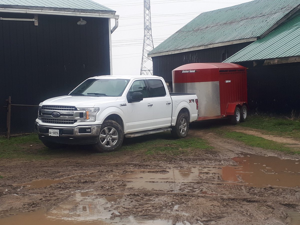 thefalse_earguy's tweet photo. Taking advantage of a wet holiday Monday morning,  shipping lambs is  where it's at today,  #lamb2020 #ontag #DoMoreAg #cookstown #buylocal https://t.co/Wjv25UX7oA