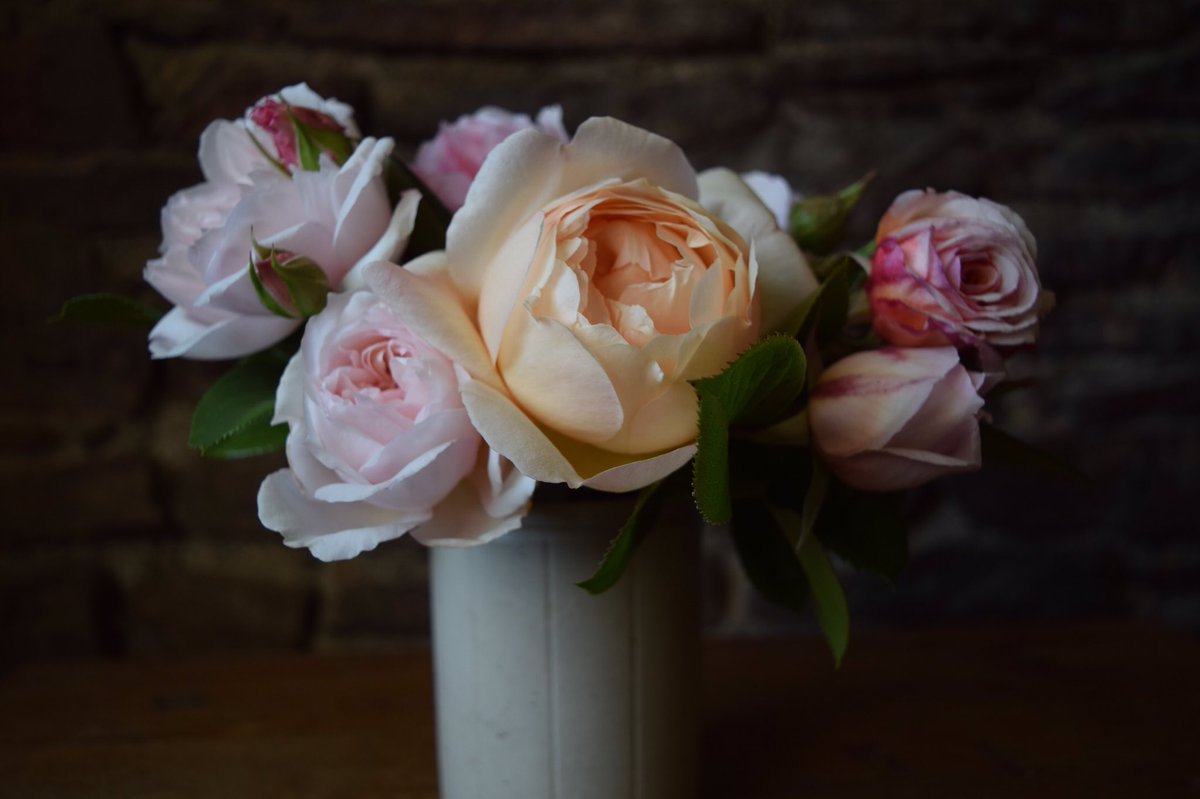 What a joy to cut the first roses, it must be Summer @DAustinRoses #britishgrownflowers #organicflowers #seasonalflowers