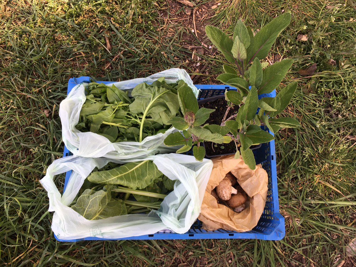 The Oak Tree tweet media