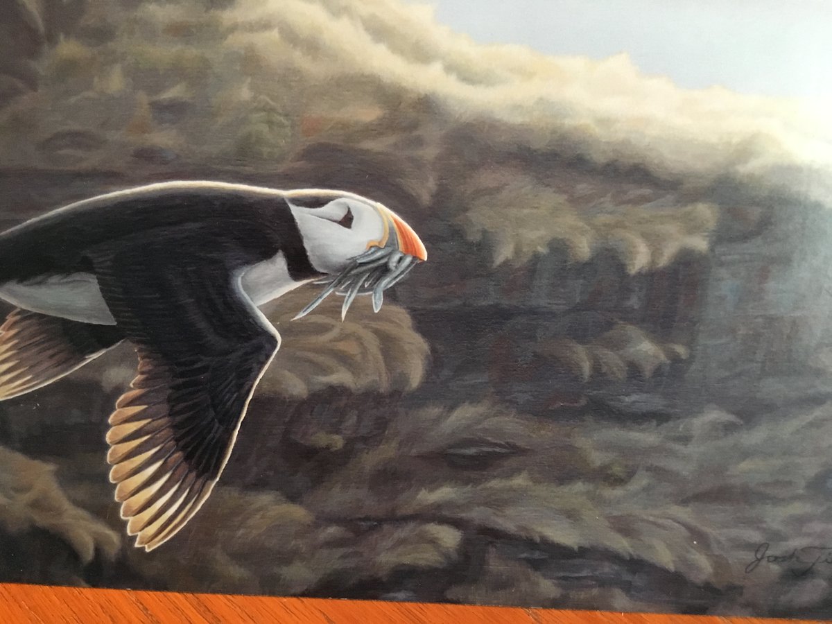 StephenARoy's tweet photo. I love puffins and received a recent card with a puffin on it. I was delighted to discover that the picture was painted by @joshtiessen, a brilliant artist and a recent graduate of @EBCollege. Keep up the great work Josh. https://t.co/xfv6dJjpBN