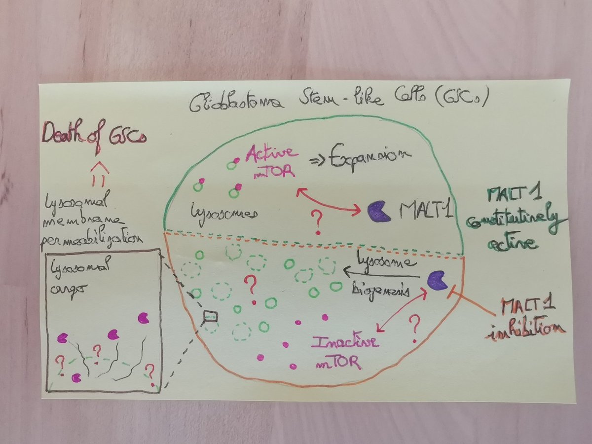 CMaghe (@c_maghe) on Twitter photo Here is my contribution to the confinement challenge: PhD project on a post-it!
#ScienceAtHome #DrawYourResearch
<a href="/LabSoap/">SOAP</a> @CrcinaClub <a href="/LIGUE_CANCER44/">Ligue Cancer 44</a> <a href="/InsermGrdOuest/">Inserm Grand Ouest</a> Here is my contribution to the confinement challenge: PhD project on a post-it!
#ScienceAtHome #DrawYourResearch
<a href="/LabSoap/">SOAP</a> @CrcinaClub <a href="/LIGUE_CANCER44/">Ligue Cancer 44</a> <a href="/InsermGrdOuest/">Inserm Grand Ouest</a>