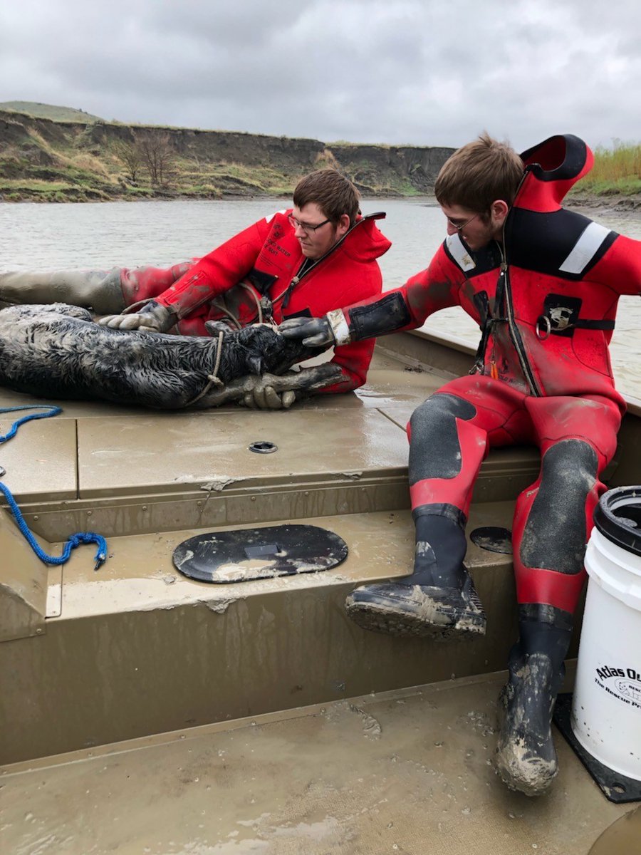 Pierrefiredept's tweet photo. We have done numerous rescues with animals including dogs, horses, cats, and even a goose. This may be one of the first calf rescues in memory. Rescue members worked with Game Fish Parks to rescue a calf buried in mud along the Bad River on 5/16/2020. https://t.co/IsXhPUL0pY