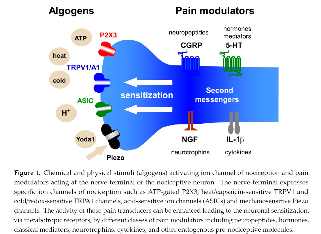 PhysioMeScience's tweet photo. Ion Channels of Nociception

👀👀👇👇

https://t.co/EGUB5SHoyS https://t.co/uOY3dNjTgB