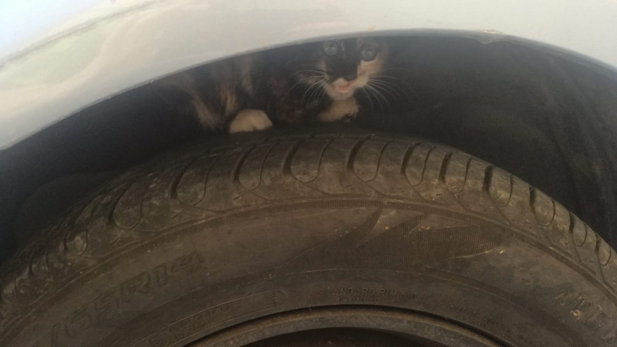 LorcaAnimal's tweet photo. ¡¡Nuevo rescate!!
Gatita con una herida en la pata lleva desde ayer en la rueda de un coche. Una compañera se ha desplazado al lugar y ha conseguido meterla en el transportin. Vamos a trasladarla al veterinario para que la valoren. Os iremos informando.
😭 https://t.co/mAWkbIC6jn
