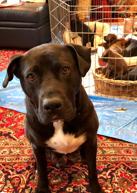 Dog Story tweet media