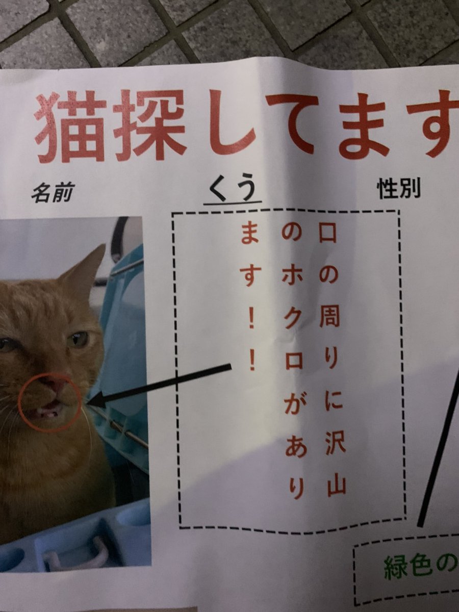 猫缶 今 知り合いの猫を探しています特徴は 口元に沢山のホクロ 目が緑色 茶色の毛のかなり大きめの猫だそうです 写真に乗ってるそうなのでそちらも見ていただければ幸いです