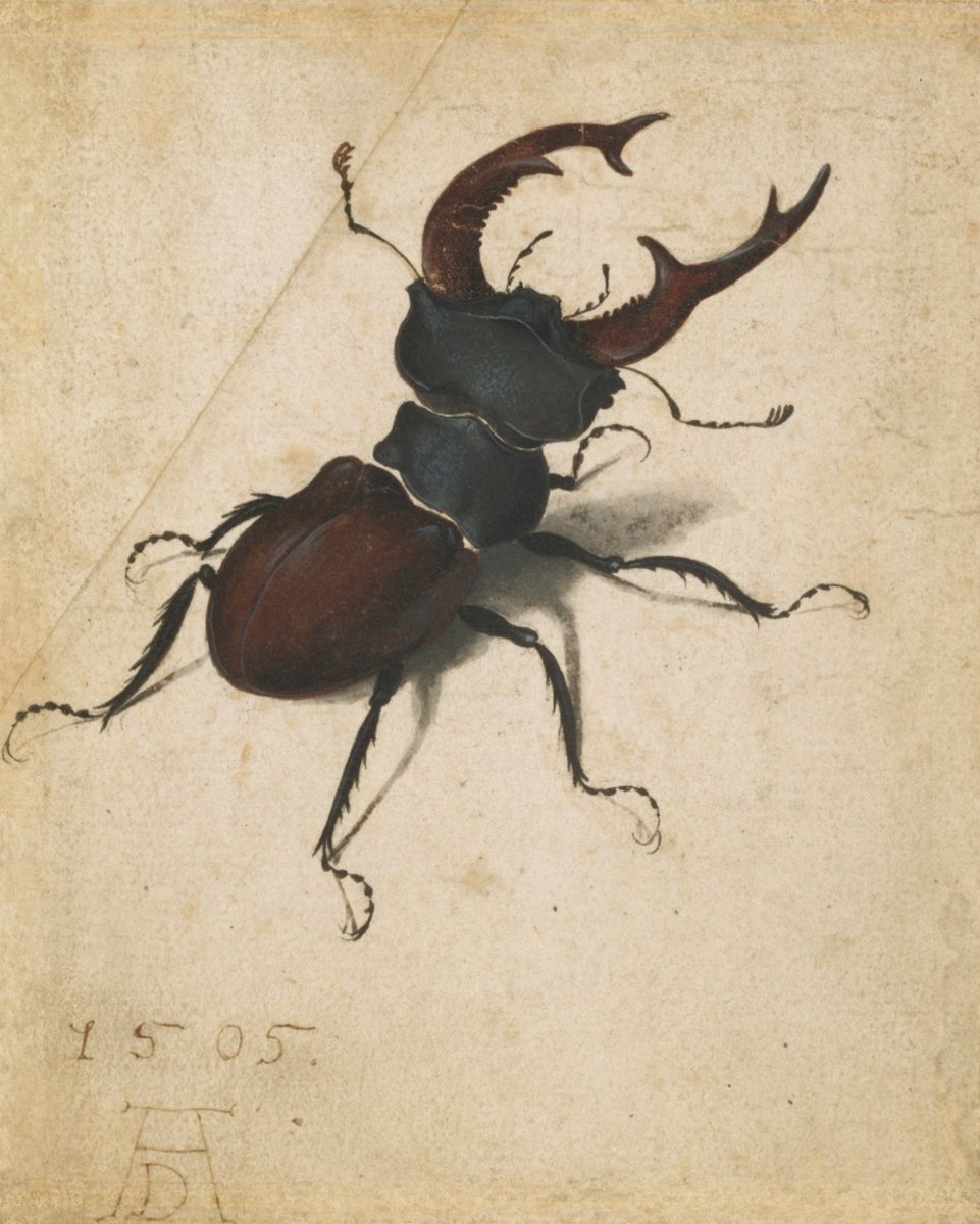 GettyMuseum's tweet photo. @A_Kabaker We can all keep trying! And in case you need a stag beetle for your home...
#ACartgenerator https://t.co/WjtESDtp1c