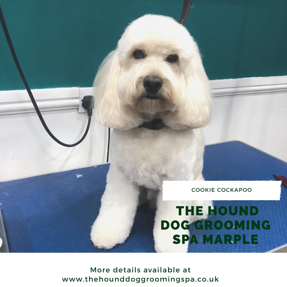 Cookie is utterly scrumptious after his transformation lockdown haircut 

Professional Qualified Dog Groomers in Marple we specialise in making your dog look fabulous 

#transformation #mondaythoughts #lockdown2020 #doggrooming #LockdownHair