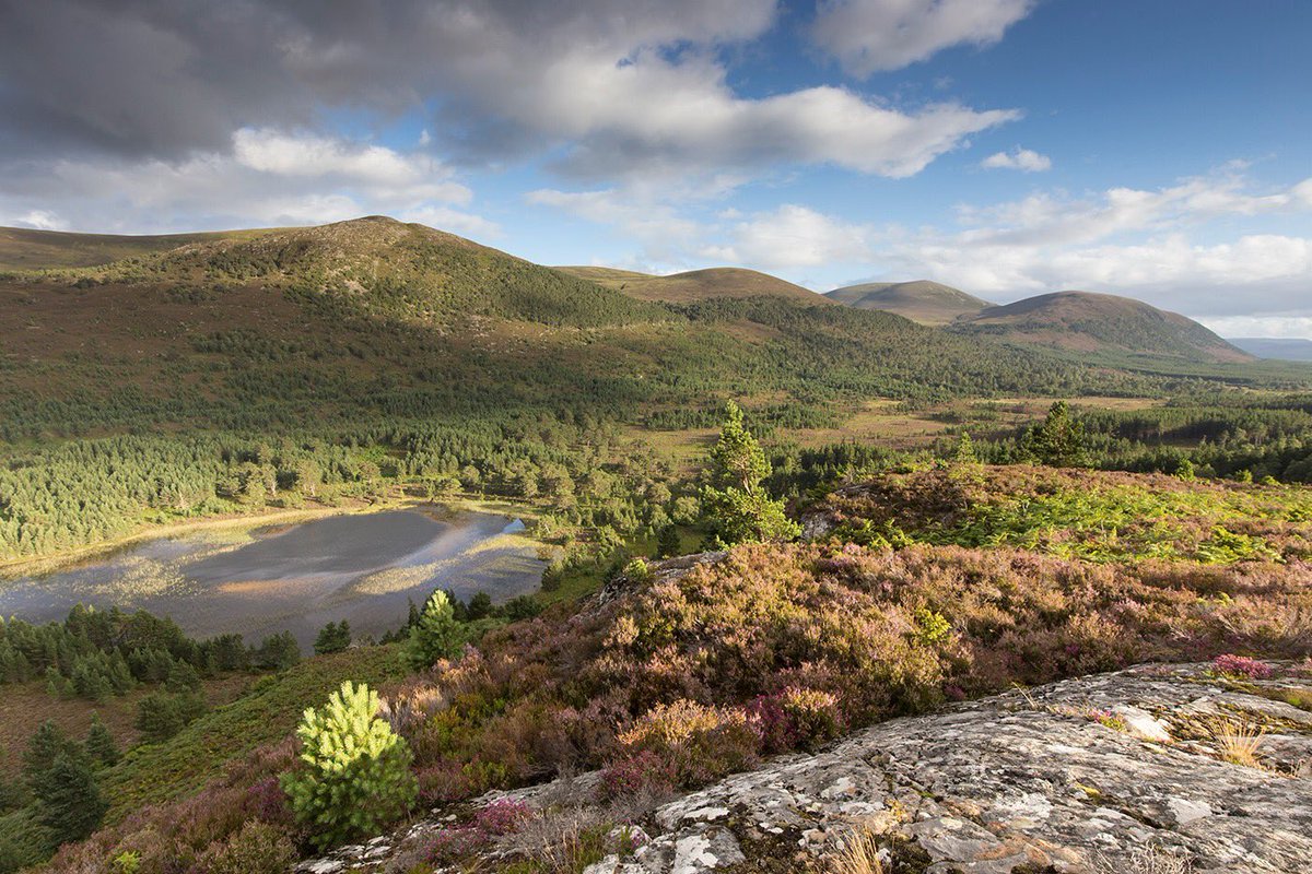 ScotlandTBP's tweet photo. On Creag Fhiachlach in @CairngormsCo, extreme weather high on the hill sculpts ‘krummholz’ pines (German for ‘twisted wood’). At 640m the dwarf trees mark the highest natural treeline in Britain & offer a glimpse at what might be possible if we let nature take back control. https://t.co/gGusccZBRf