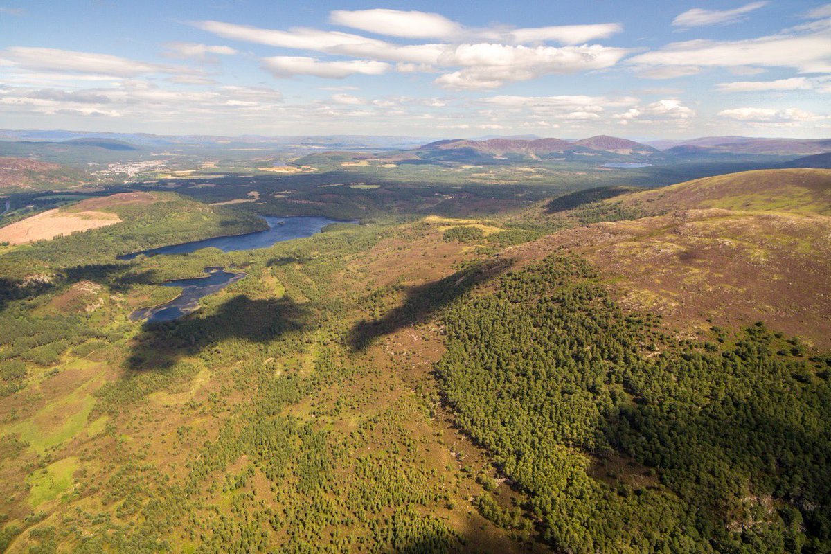 ScotlandTBP's tweet photo. On Creag Fhiachlach in @CairngormsCo, extreme weather high on the hill sculpts ‘krummholz’ pines (German for ‘twisted wood’). At 640m the dwarf trees mark the highest natural treeline in Britain & offer a glimpse at what might be possible if we let nature take back control. https://t.co/gGusccZBRf