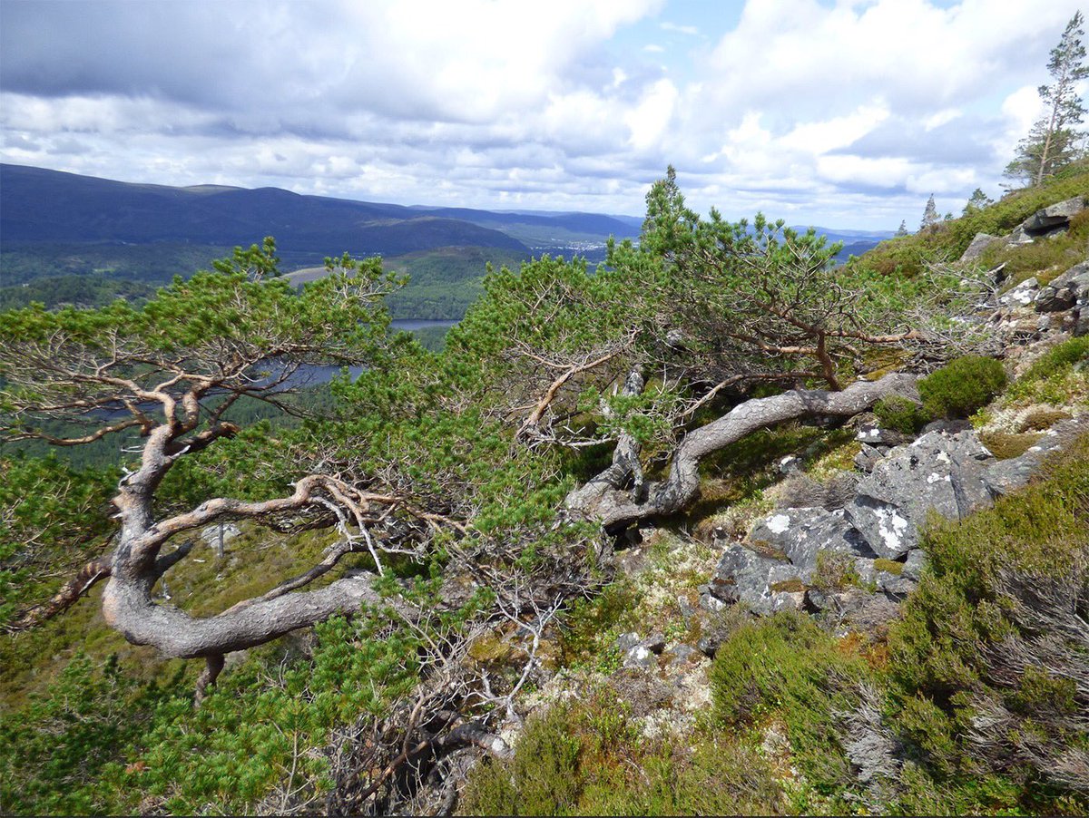 ScotlandTBP's tweet photo. On Creag Fhiachlach in @CairngormsCo, extreme weather high on the hill sculpts ‘krummholz’ pines (German for ‘twisted wood’). At 640m the dwarf trees mark the highest natural treeline in Britain & offer a glimpse at what might be possible if we let nature take back control. https://t.co/gGusccZBRf