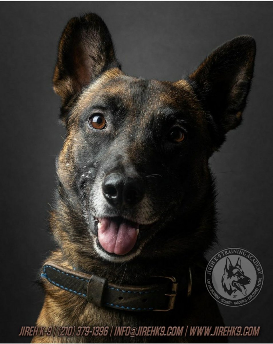 JirehK9's tweet photo. #JIREHK9 #POLICEK9 #SHERIFFSOFFICEK9 #CONSTABLEK9 #STATETROOPERK9 #STATEPOLICEK9 #SECURITYK9 #PRIVATESECTORK9 #K9UNIT #K9 #K9HANDLER #K9TRAINER #K9TEAM #PATROLK9 #INTERDICTIONK9 #NARCOTICSDETECTOR #VETERANOWNEDBUSINESS #VETERANOWNEDANDOPERATED #GODISGOOD #GODMYPROVIDER https://t.co/APsbqk9iRT