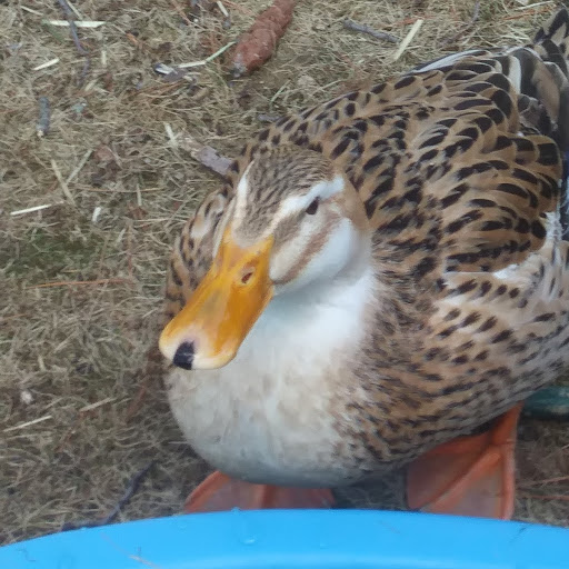 afluffyplant's tweet photo. yo guys i think my duck is rocking this toothbrush moustache https://t.co/aXAn9RK0X7