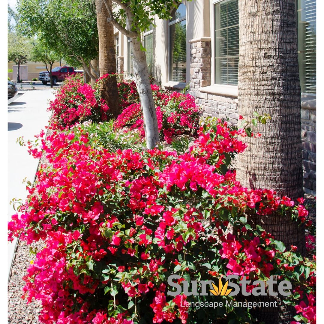 SunStateLM's tweet photo. It's time for our annual flower installation. What's your favorite desert bloom?
#SunStateLandscape #scottsdale #Landscaping #landscape #landscapes #landscapelovers #landscapephotography #landscapeshot #landscapescapture #landscapeslovers https://t.co/Gh9qNeWC3F