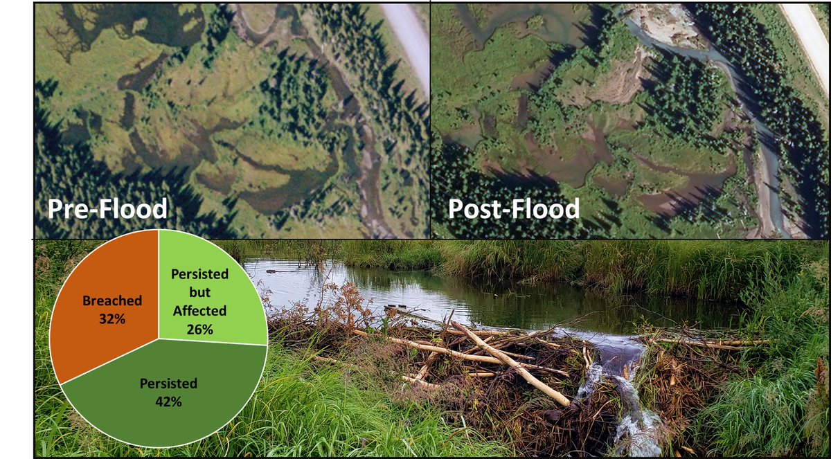 ecohydro_gal's tweet photo. Born in one crisis and soon to be published in another crisis: A 'stress test' of using #beaverdams as a #naturebased #floodsolution. #ClimateChange #hydrology #canadianrockies #kananaskis @MWFutures @GWFutures {sneak peak} @HydroProcesses https://t.co/raRltt751s