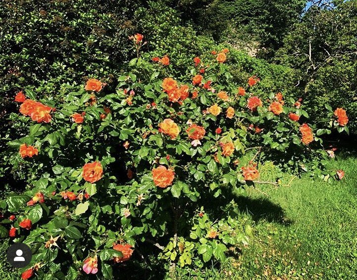 HVilleon's tweet photo. // LE TEMPS DES FLEURS // Si notre temps à nous s’est arrêté, il est un bonheur qui continue de d’offrir sans conditions: la Nature... dans nos jardins elle est spectaculaire et ne cesse de nous assurer qu’elle tient bon en attendant que nous revenions! #hoteldelavilleon https://t.co/2nrL7wZO9M