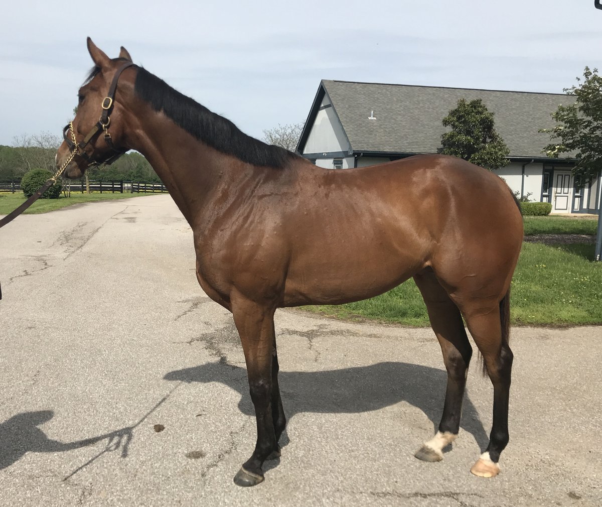 SecretariatCen1's tweet photo. ๐ฅณScarlett J is heading home! Congrats to Julie & best of luck to this new partnership! #TeamMMSC @Tenstrikeracing @LCrow11
Thanks also to sponsors Excel Equine, @Actistatin, and #EspanaSilkGroomingProducts for keeping Scarlett looking and feeling her best๐#FueledbyExcel #OTTB https://t.co/Bxvh1uwYAB